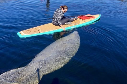 Manatee SUP Adventure