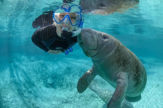 Manatee Swim Tours