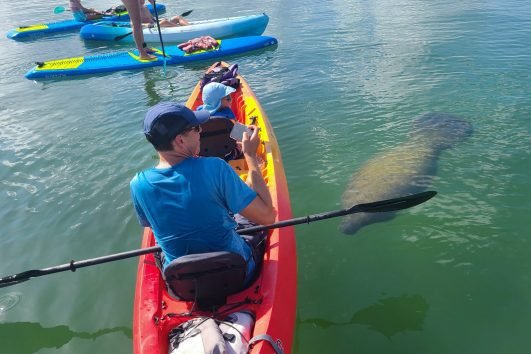 Late Afternoon Mangrove Guided Tours