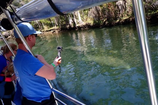 Manatee Viewing Cruise