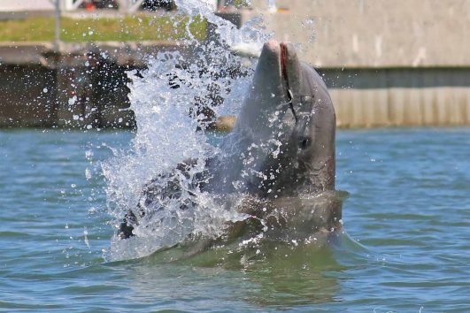 Manatee and Dolphin Kayaking Tour