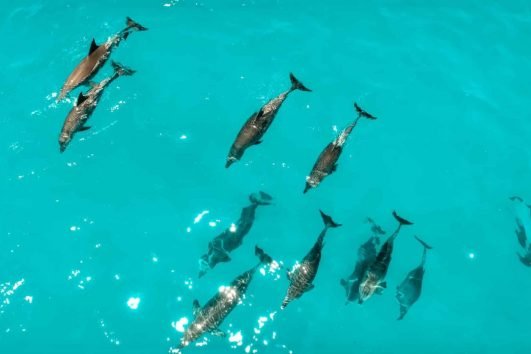 Morning Dolphin & Snorkel Combo