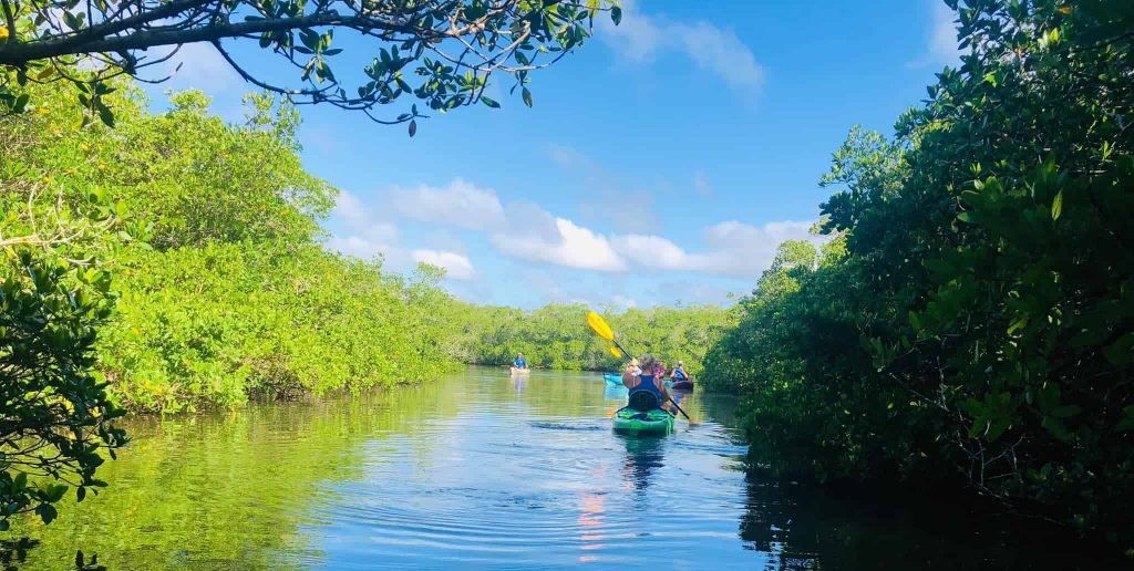 florida mangrove tours