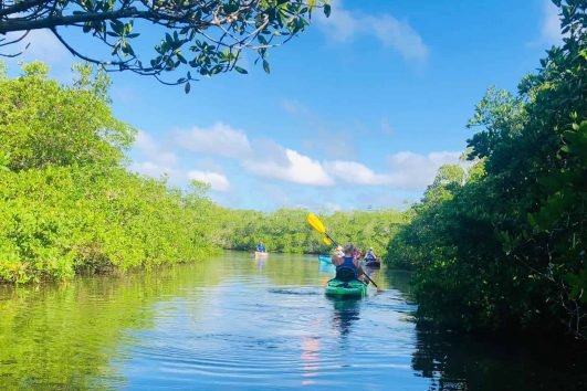 Morning Guided Mangrove Tunnel Tours