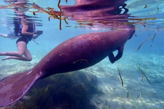 Swim with Manatees