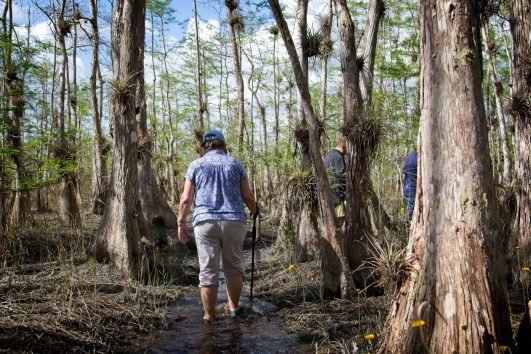 Wet Hike & Everglades Adventure