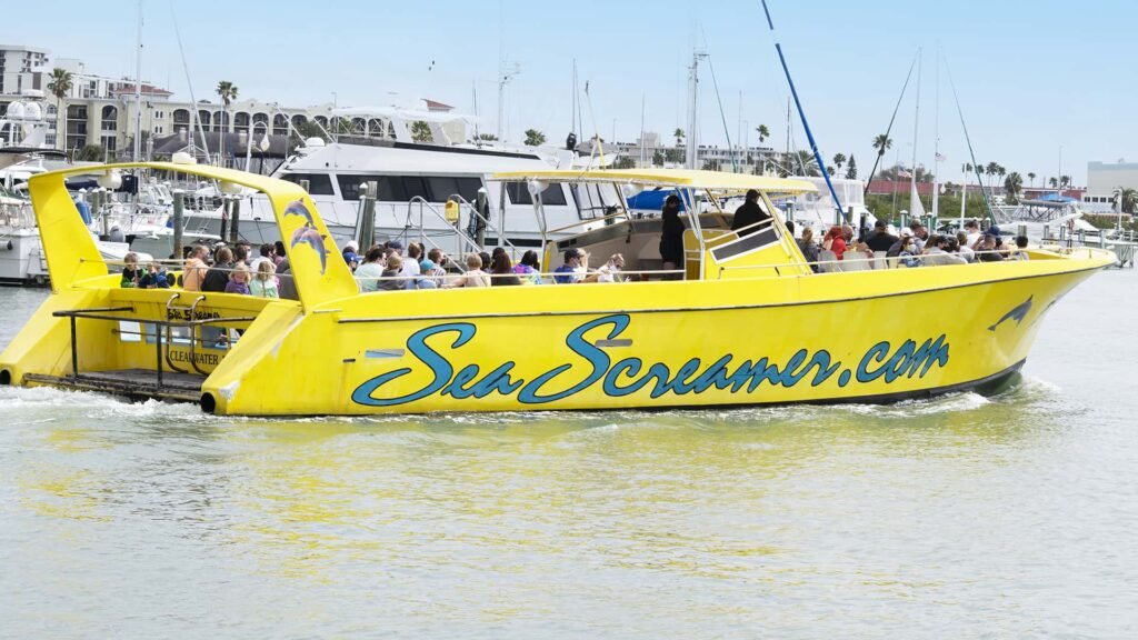 speedboat dolphin tour clearwater