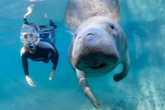 Manatee Snorkeling at Crystal River